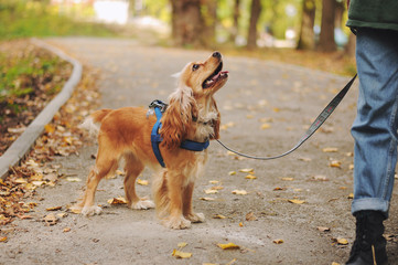 woman with american cocker spaniel walks at autumn park
