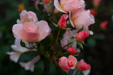 A branch of gorgeous fresh small soft pink garden roses on the flower bed at the garden at the cloudy day