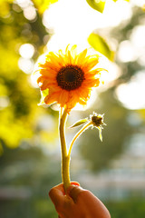 Single fresh small decorative natural sunflower in the man hand, sunlit leaves on the background