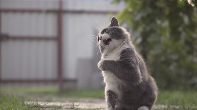 A grey adult is playing with a string. The cat tries to catch the string. Fast reaction in animals. Very mobile and frisky cat.