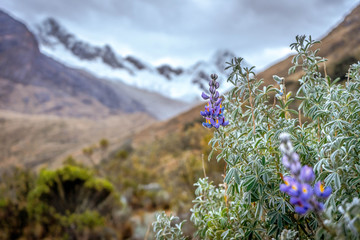 Montagne Alpamayo au Pérou