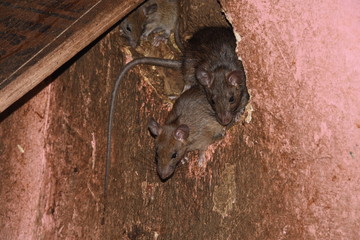 Three mice look out of a small hole