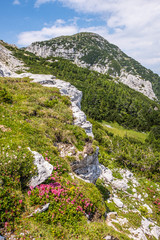 Fototapeta na wymiar Field of violet flowers with mountain Hochobir in Carinthia, Austria