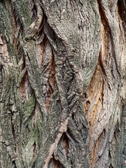 Extreme close-up of the grain bark of wild tree
