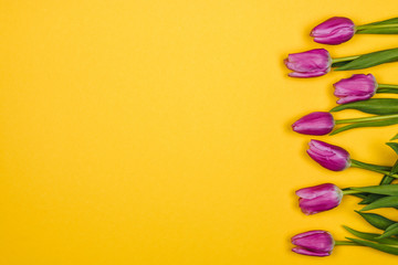 Pink, purple tulips from side on yellow background