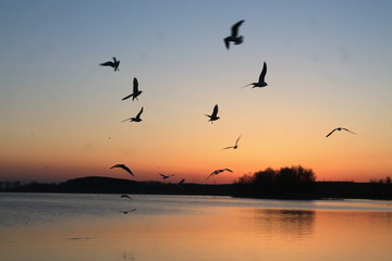 Fototapeta na wymiar bird sunset