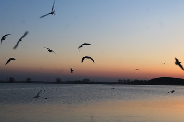 Fototapeta na wymiar bird sunset