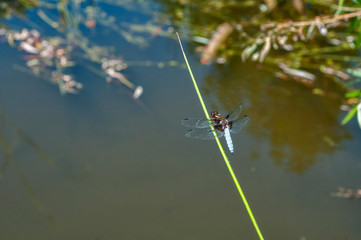 Dragonfly insect perched on grass stick closeup on pond water background