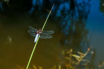 Dragonfly insect perched on grass stick closeup on pond water background