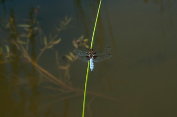 Dragonfly insect perched on grass stick closeup on pond water background