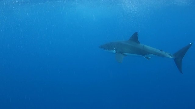 Amazing Great White Shark Swimming in Crystal Clear Water During Shark Cage Dive in Port Lincoln South Australia