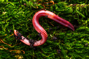 Many living earthworms for fishing in the soil, background