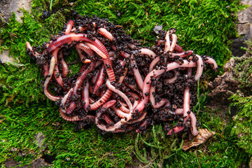 Many living earthworms for fishing in the soil, background