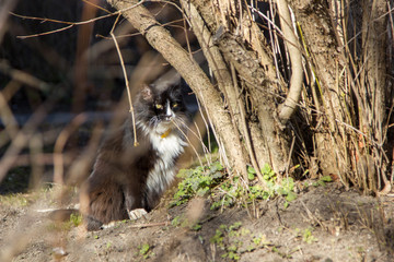 cat in forest