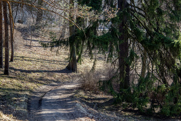 path in forest