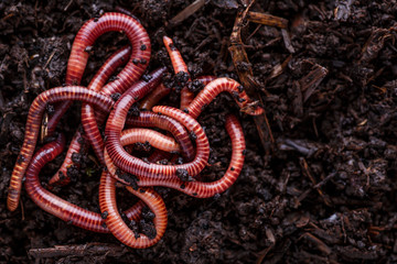 Many living earthworms for fishing in the soil, background