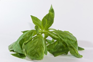 sprig of fresh basil similar to fabulous animal isolated white background
