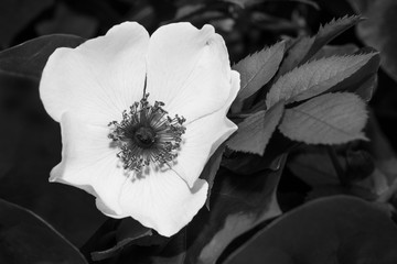 Romantic spring wild rose bloom detail in black and white. Rosa canina. Delicate fragile flower...