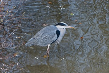 bright grey wild heron with luxurious feather structure awaits swimming fish