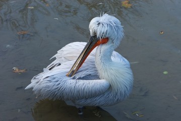 fat bright red pelican with model hairstyle in style of populist politicians purposefully examines water