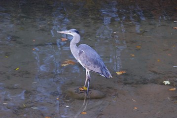bright grey wild heron with luxurious feather structure stands on pitfall in stream in Aare river