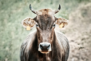 Cow with ear tags. Bovine, brown with yellow tags in front of field.