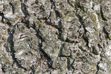rough birch bark