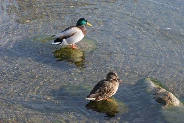 drake and duck, married couple of ducks after quarrel, soon divorce
