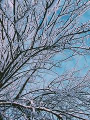 branches of a tree in winter