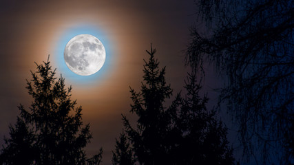 Obraz na płótnie Canvas Full moon rainbow corona. Moonrise over spruce trees in night forest. Round orange moonlight glow. Conifers tops on illuminated dark blue sky. Evening dusk tranquil view. Rural landscape in darkness.