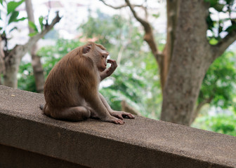 Wild monkey macaque on Monkey Hill, Phuket.
