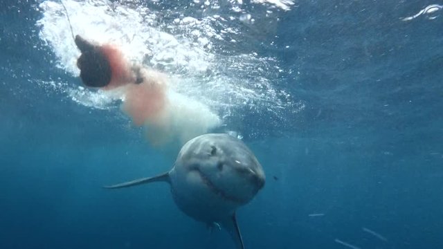 Amazing Great White Shark Attacks Chum Line During Shark Cage Dive in Port Lincoln South Australia