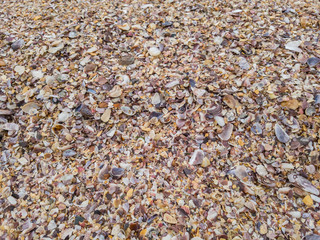 Many broken shells, looking like mosaic, light colors in natural beiges, accumulated along Itacoatiara beach, Niteroi, Rio de Janeiro, Brazil.