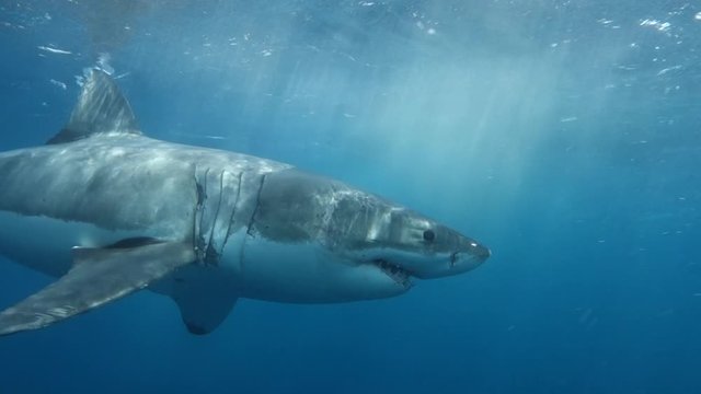 Amazing Great White Shark Attacks Chum Line During Shark Cage Dive in Port Lincoln South Australia