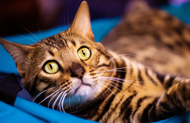 Beautiful stylish Bengal cat. Animal portrait.