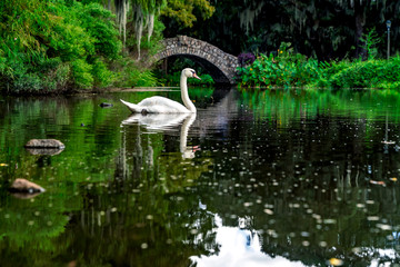 A swan swimming in the swamp river flowing through a city park in New Orleans, Louisiana, USA.
