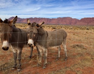 Curious in southern Utah