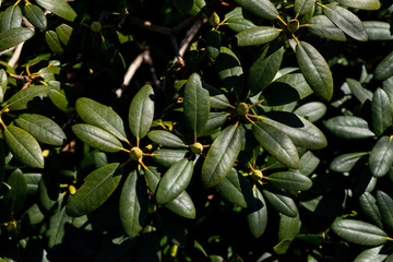 Pink Azalea in the flower garden.Rhododendron bud in a garden. Almost closed rhododendron buds. Bud waiting to bloom in the spring.Unopened rhododendron buds closeup.A bush of azalea with green leaves