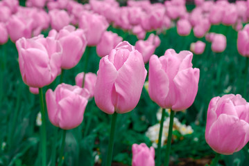 Closeup of pink tulips in Chiang Rai Flower Festival, Northern Thailand.