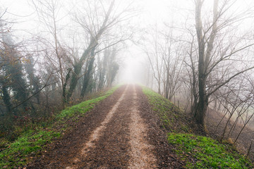 Fototapeta premium Tree lined track shrouded in fog in the countryside on a cold winter morning