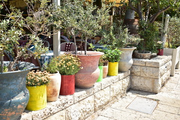 Potted plants growing on stone in Haifa Israel