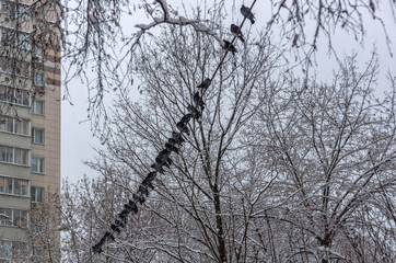 pigeons sit on a wire in a snowfall