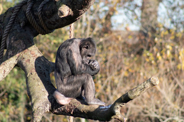 A monkey is sitting on a tree branch. Sad, lonely monkes.