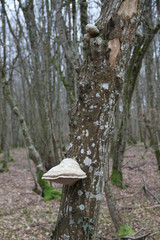 Champignon amadouvier blanc allume-feu