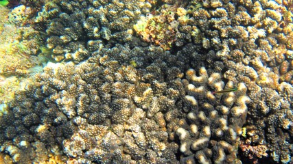 Naklejka na ściany i meble Coral in the water