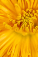 Abstract close-up of a yellow chrysanthemum flower. Macro Golden Daisy background.