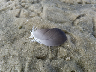 Bird feather, loose in the sand, near the footprints of birds, at the edge of the lagoon, during low tide, in blue sky day, few clouds, top view, in Itaipu, Niteroi, RJ, Brazil.