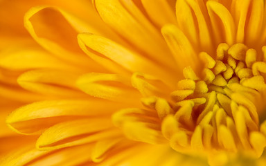 Abstract close-up of a yellow chrysanthemum flower. Macro Golden Daisy background.