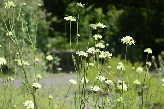 Closeup Cephalaria flava known as Bristly Yellow Cephalaria with blurred background in summer garden