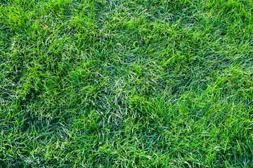 Green grass texture background. Spring season.